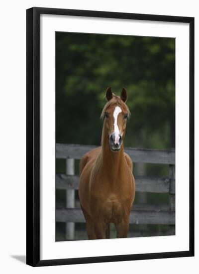 Ploomwood Arabians 008-Bob Langrish-Framed Photographic Print