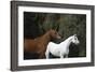 Ploomwood Arabians 022-Bob Langrish-Framed Photographic Print