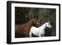 Ploomwood Arabians 022-Bob Langrish-Framed Photographic Print