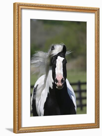 Ploomwood Arabians 023-Bob Langrish-Framed Photographic Print
