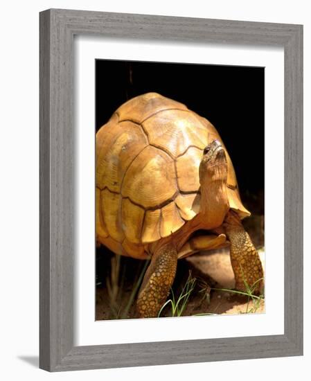 Plough-share Tortoise, Ampijeroa Forest Station, Madagascar-Pete Oxford-Framed Photographic Print