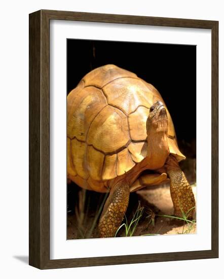 Plough-share Tortoise, Ampijeroa Forest Station, Madagascar-Pete Oxford-Framed Photographic Print