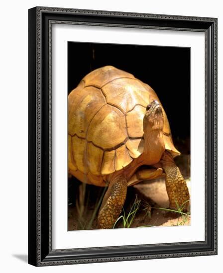 Plough-share Tortoise, Ampijeroa Forest Station, Madagascar-Pete Oxford-Framed Photographic Print