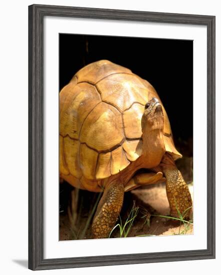 Plough-share Tortoise, Ampijeroa Forest Station, Madagascar-Pete Oxford-Framed Photographic Print