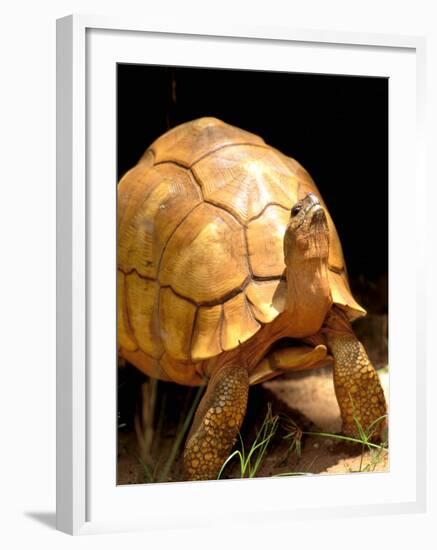 Plough-share Tortoise, Ampijeroa Forest Station, Madagascar-Pete Oxford-Framed Photographic Print