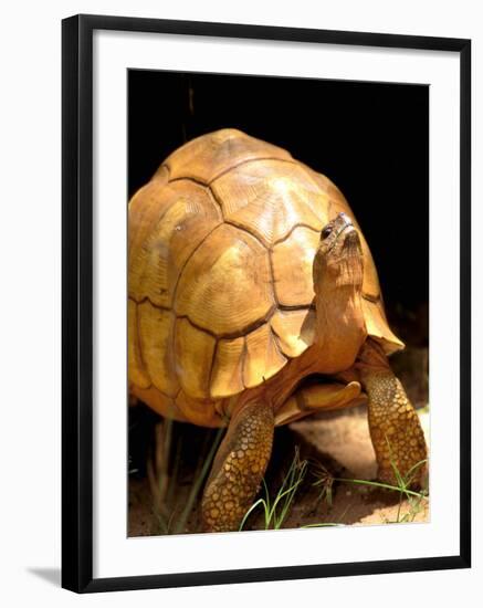 Plough-share Tortoise, Ampijeroa Forest Station, Madagascar-Pete Oxford-Framed Photographic Print