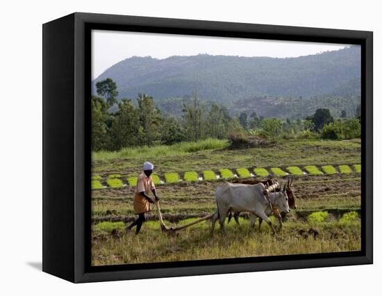 Ploughing An Agricultural Field, Marayoor, Kerala, India, Asia-null-Framed Premier Image Canvas