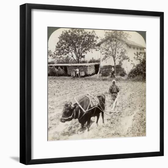 Ploughing Flooded Ground for Rice Planting, North of the Main Road at Uji, Near Kyoto, Japan, 1904-Underwood & Underwood-Framed Photographic Print