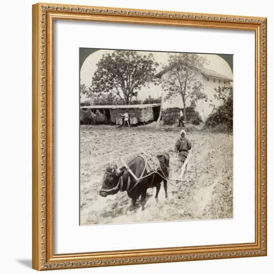 Ploughing Flooded Ground for Rice Planting, North of the Main Road at Uji, Near Kyoto, Japan, 1904-Underwood & Underwood-Framed Photographic Print