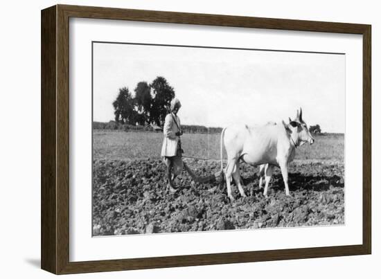 Ploughing in India, 1917-null-Framed Giclee Print