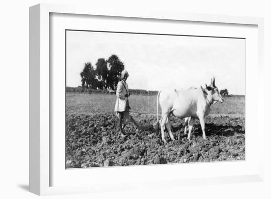 Ploughing in India, 1917-null-Framed Giclee Print