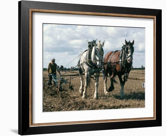 Ploughing with Shire Horses, Derbyshire, England, United Kingdom-Michael Short-Framed Photographic Print