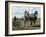 Ploughing with Shire Horses, Derbyshire, England, United Kingdom-Michael Short-Framed Photographic Print