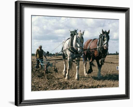 Ploughing with Shire Horses, Derbyshire, England, United Kingdom-Michael Short-Framed Photographic Print