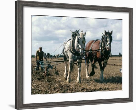 Ploughing with Shire Horses, Derbyshire, England, United Kingdom-Michael Short-Framed Photographic Print