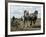 Ploughing with Shire Horses, Derbyshire, England, United Kingdom-Michael Short-Framed Photographic Print