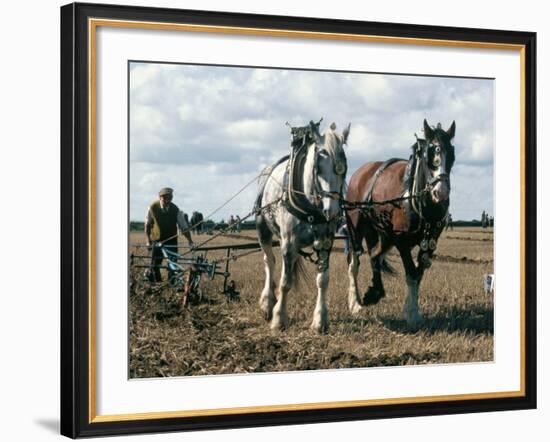 Ploughing with Shire Horses, Derbyshire, England, United Kingdom-Michael Short-Framed Photographic Print