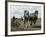 Ploughing with Shire Horses, Derbyshire, England, United Kingdom-Michael Short-Framed Photographic Print
