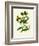 'Ploughman's Spikenard', c1891, (1891)-Anne Pratt-Framed Giclee Print