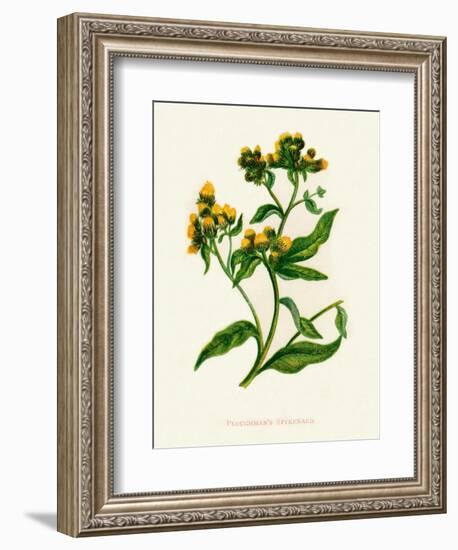 'Ploughman's Spikenard', c1891, (1891)-Anne Pratt-Framed Giclee Print