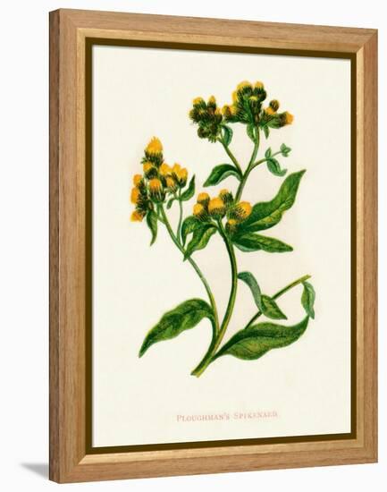 'Ploughman's Spikenard', c1891, (1891)-Anne Pratt-Framed Premier Image Canvas