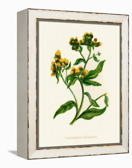 'Ploughman's Spikenard', c1891, (1891)-Anne Pratt-Framed Premier Image Canvas