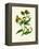 'Ploughman's Spikenard', c1891, (1891)-Anne Pratt-Framed Premier Image Canvas