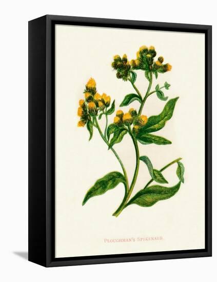 'Ploughman's Spikenard', c1891, (1891)-Anne Pratt-Framed Premier Image Canvas