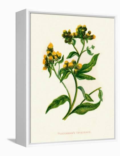 'Ploughman's Spikenard', c1891, (1891)-Anne Pratt-Framed Premier Image Canvas