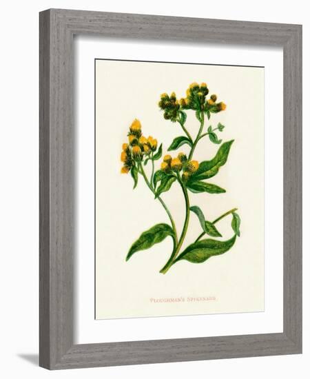 'Ploughman's Spikenard', c1891, (1891)-Anne Pratt-Framed Giclee Print