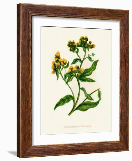 'Ploughman's Spikenard', c1891, (1891)-Anne Pratt-Framed Giclee Print