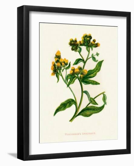 'Ploughman's Spikenard', c1891, (1891)-Anne Pratt-Framed Giclee Print