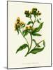 'Ploughman's Spikenard', c1891, (1891)-Anne Pratt-Mounted Giclee Print