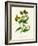 'Ploughman's Spikenard', c1891, (1891)-Anne Pratt-Framed Giclee Print