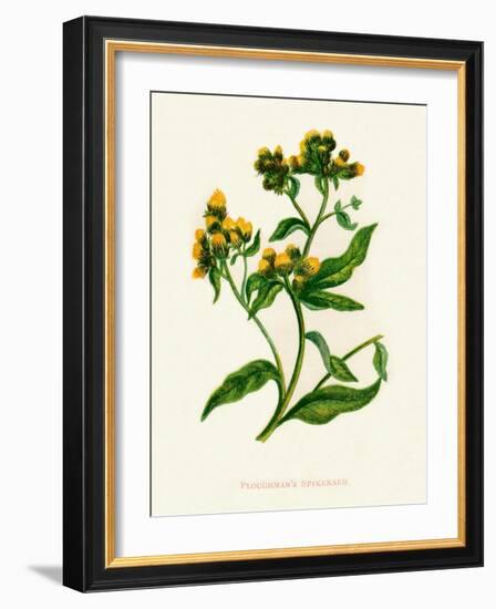 'Ploughman's Spikenard', c1891, (1891)-Anne Pratt-Framed Giclee Print