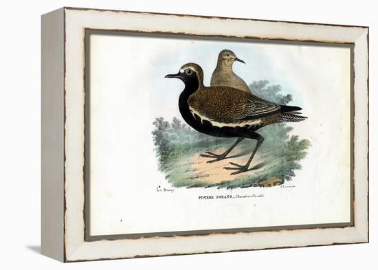 Plover, 1863-79-Raimundo Petraroja-Framed Premier Image Canvas