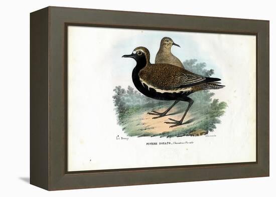 Plover, 1863-79-Raimundo Petraroja-Framed Premier Image Canvas