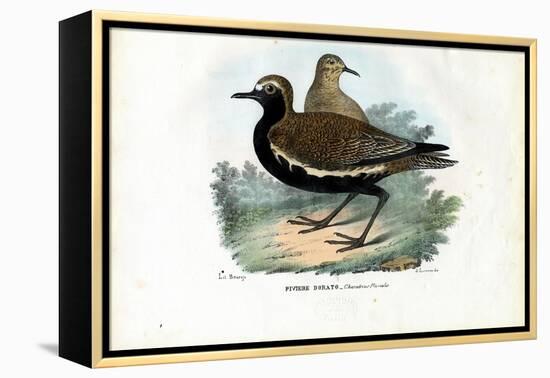 Plover, 1863-79-Raimundo Petraroja-Framed Premier Image Canvas