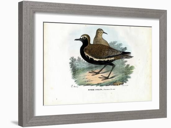 Plover, 1863-79-Raimundo Petraroja-Framed Giclee Print