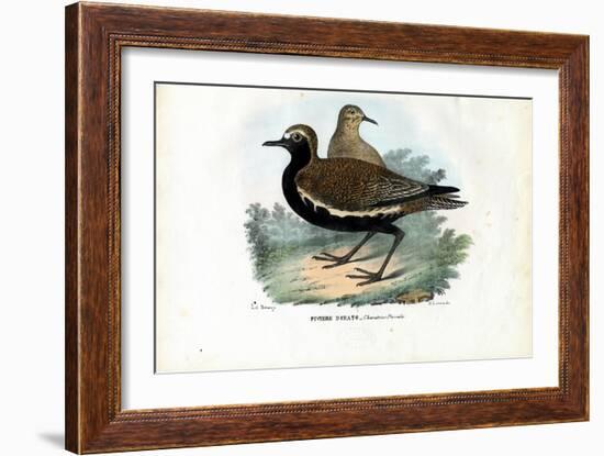 Plover, 1863-79-Raimundo Petraroja-Framed Giclee Print