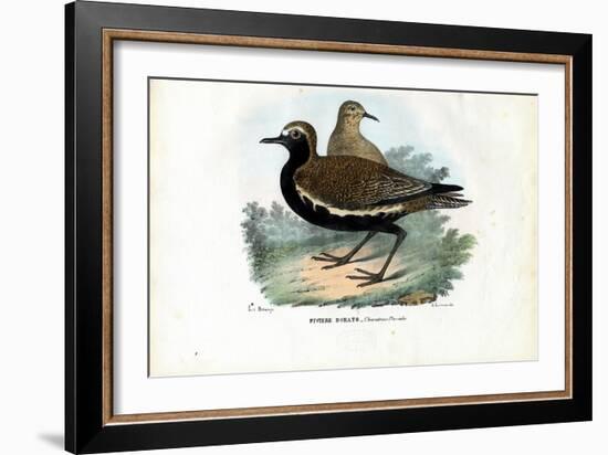 Plover, 1863-79-Raimundo Petraroja-Framed Giclee Print