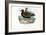 Plover, 1863-79-Raimundo Petraroja-Framed Giclee Print