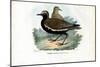 Plover, 1863-79-Raimundo Petraroja-Mounted Giclee Print