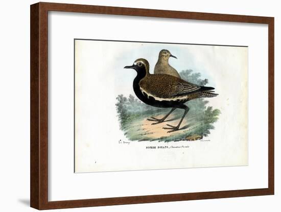 Plover, 1863-79-Raimundo Petraroja-Framed Giclee Print