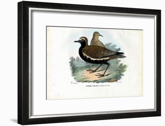 Plover, 1863-79-Raimundo Petraroja-Framed Giclee Print
