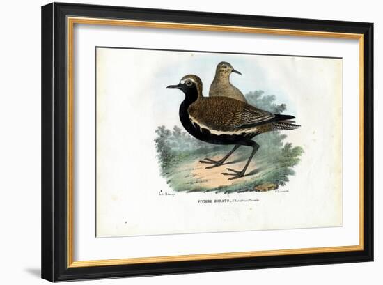 Plover, 1863-79-Raimundo Petraroja-Framed Giclee Print