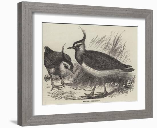 Plovers-null-Framed Giclee Print