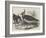 Plovers-null-Framed Giclee Print