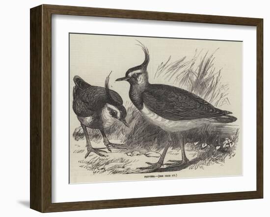 Plovers-null-Framed Giclee Print