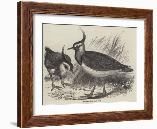 Plovers-null-Framed Giclee Print